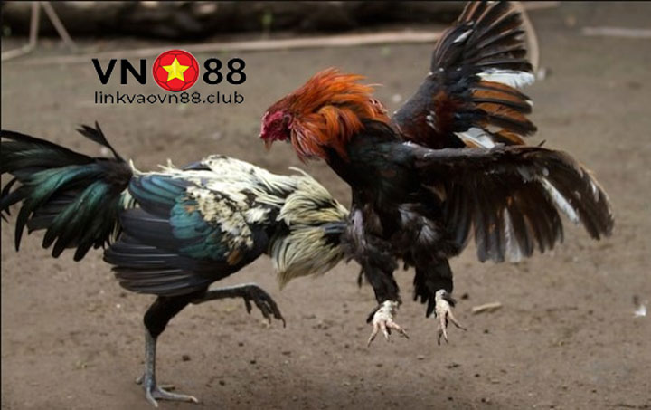 Đá Gà Ảo: Hướng Dẫn, Mẹo Chơi và Phương Pháp Chiến Thắng tại VN88 7 Mẹo chơi Đá gà ảo để tăng tỷ lệ thắng cược
